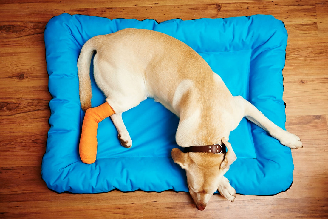 dog with cast on a blue dog bed